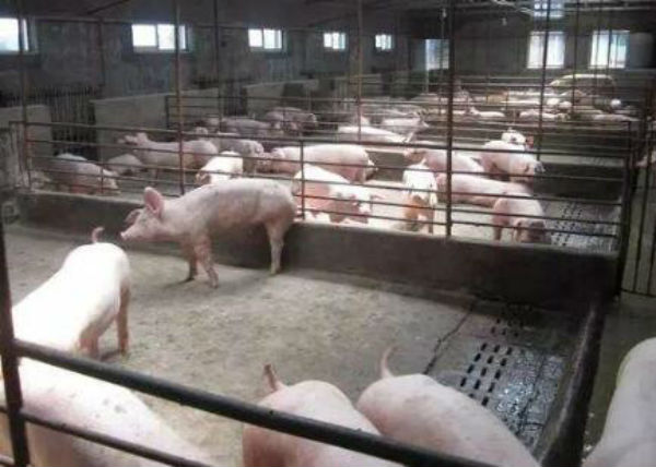 猪风湿病的治疗方法大全