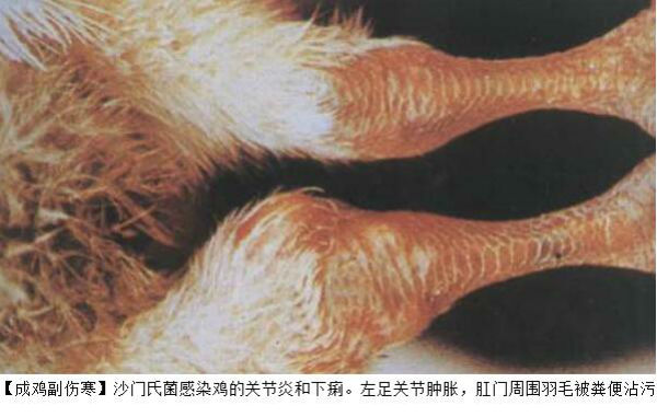 鸡副伤寒的症状图片，鸡副伤寒和伤寒的区别在哪？