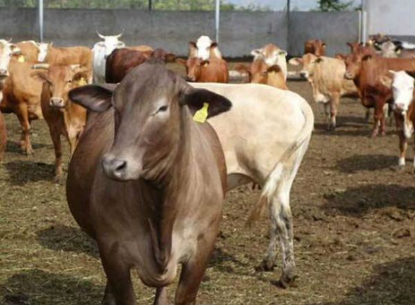 牛瘤胃酸中毒的治疗方法