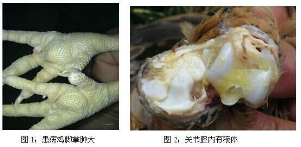 鸡滑液囊支原体病的症状有哪些？如何诊断？