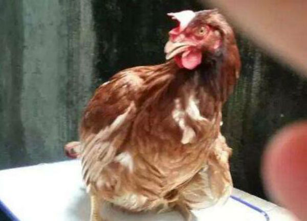 鸡得了滑液囊支原体病怎么办？如何预防？