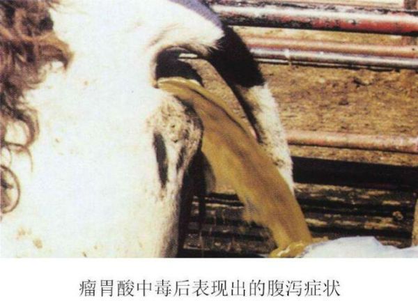 牛瘤胃酸中毒有什么症状？牛瘤胃酸中毒的原因有哪些？
