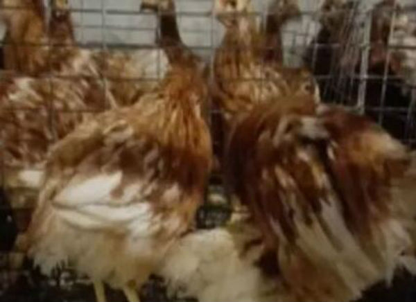 鸡滑液囊支原体病怎么治？能治好吗？