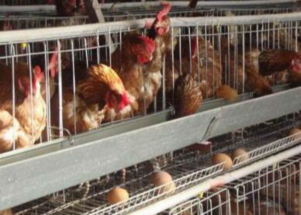 鸡滑液囊支原体病用什么药好？