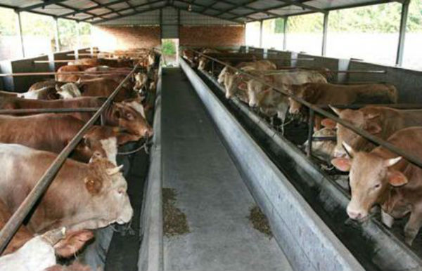 牛瘤胃酸中毒怎么治？牛瘤胃酸中毒多久发作?