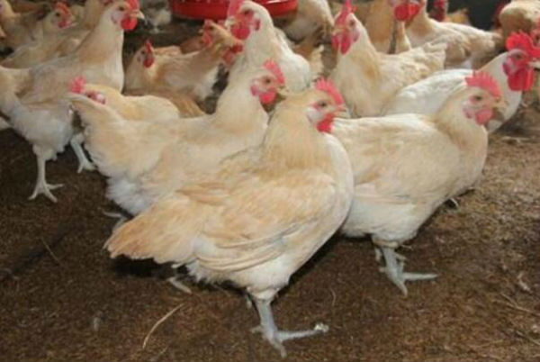 鸡滑液囊支原体病的治疗方法