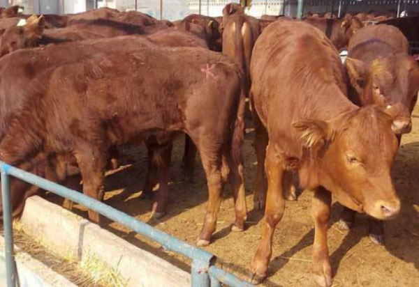 牛瘤胃酸中毒用什么药？要注意什么？