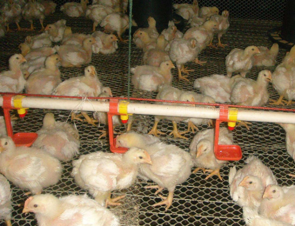 鸡滑液囊支原体病疫苗有哪些？怎么使用？