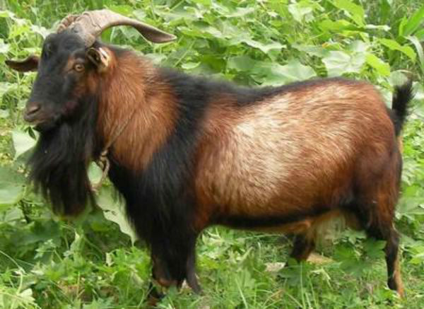 四川南江黄羊介绍及图片