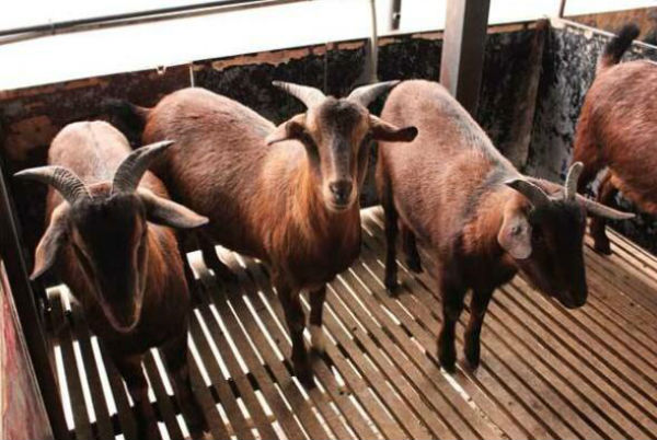 南江黄羊能长多大?南江黄羊好养吗?