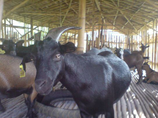 南江黄羊与黑山羊哪个好?南江黄羊种公羊如何选择?