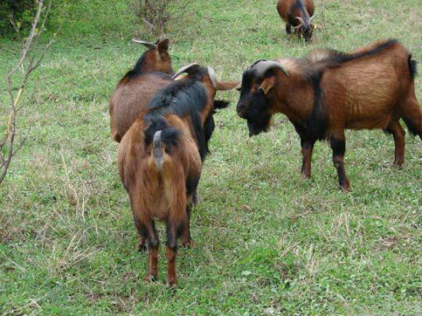 南江黄羊多少钱一只？怎样选购南江黄羊？