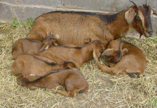 南江黄羊苗多少钱一只？南江黄羊一窉能产几只？