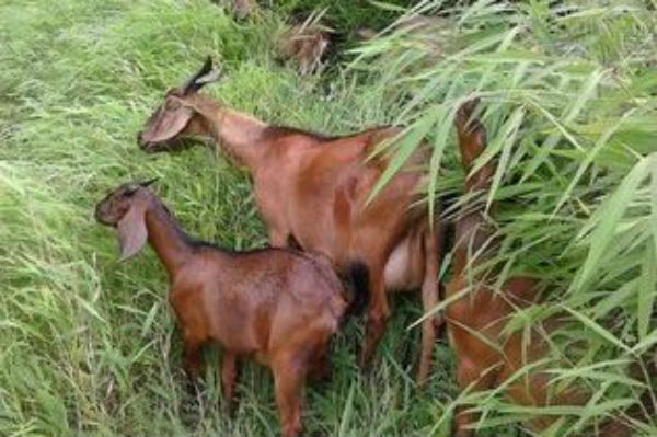 南江黄羊养殖成本与利润分析