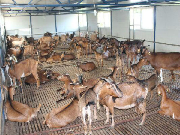 南江黄羊养殖前景如何？养殖20只、500只利润各怎样？