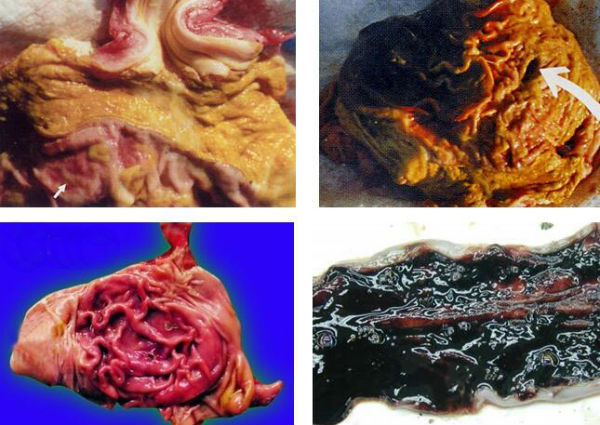 猪胃溃疡症状有哪些?猪胃溃疡用什么药有效?