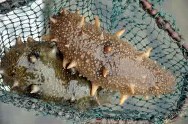 海参介绍及图片