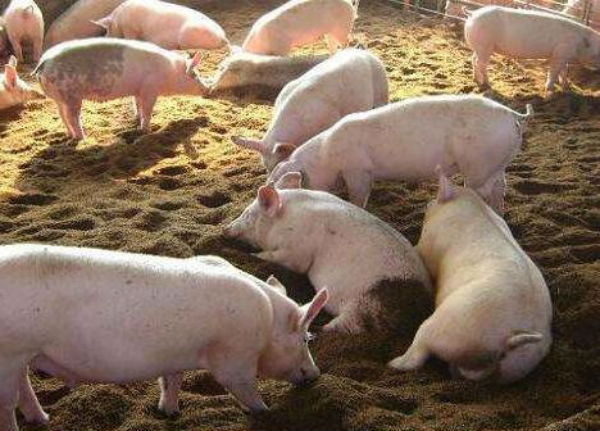 猪胃溃疡病的治疗方法与预防措施