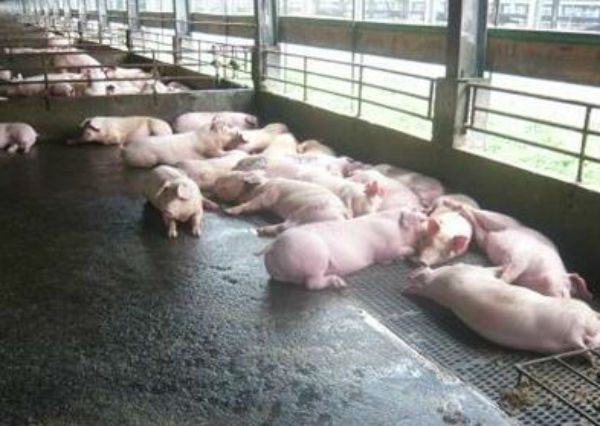 猪胃溃疡怎么办？做好这三点！
