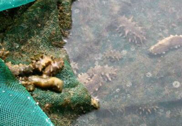 鲜海参价格多少钱一斤?干海参市场价格多少钱一斤?