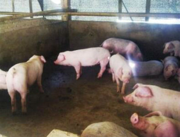 猪胃溃疡怎么治？引起猪胃溃疡的原因有哪些?