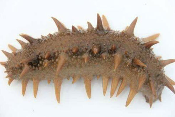 刺参价格多少钱一斤？刺参怎么养？