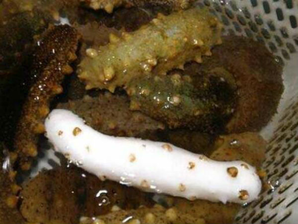 白海参多少钱一斤?白海参怎么养？