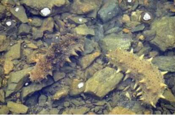 海参吃什么食物？海参有哪些养殖模式？