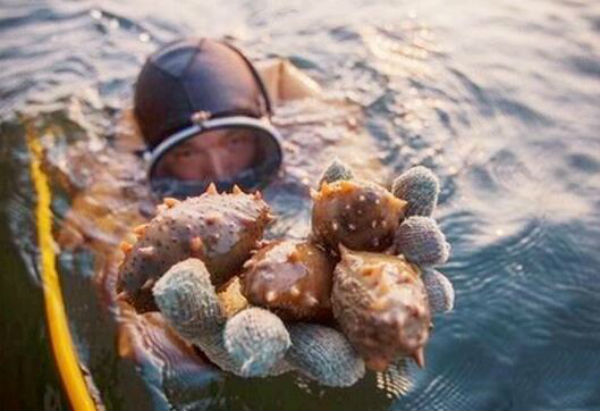海参养殖前景怎么样?养海参有什么风险?