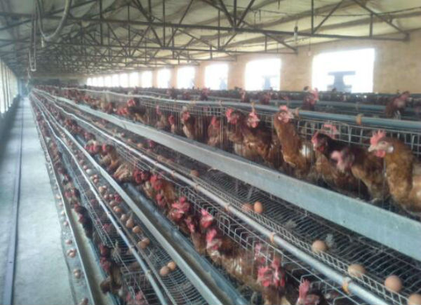 鸡传染性脑脊髓炎用什么药?如何有效防控？ 