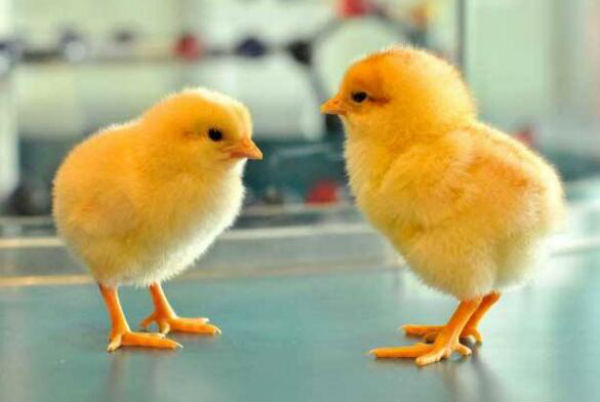 鸡传染性脑脊髓炎怎么治疗？鸡传染性脑脊髓炎是怎么传播的?