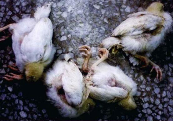 鸡传染性脑脊髓炎有什么症状？感染人吗？