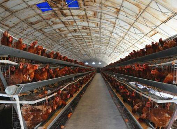 鸡场发生传染性脑脊髓炎怎么办？