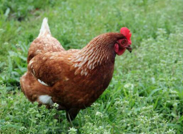 鸡传染性脑脊髓炎的治疗方法