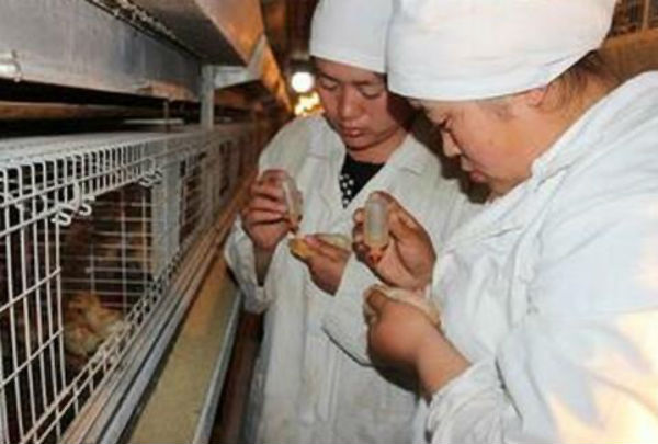 鸡传染性脑脊髓炎疫苗有哪些？怎么使用？