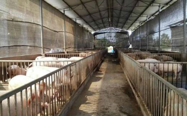 2019/08/09-生猪价格整体上涨 广西猪价上涨迅速