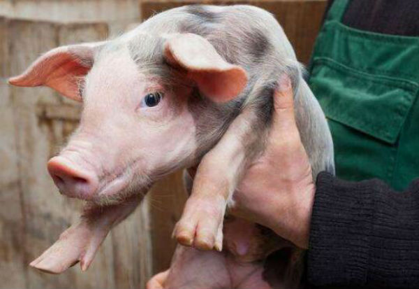 仔猪冬痢病的症状有哪些?怎样确诊? 