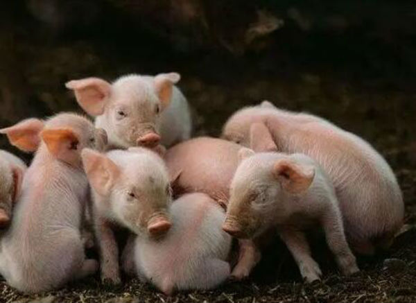 仔猪冬痢的治疗方法 