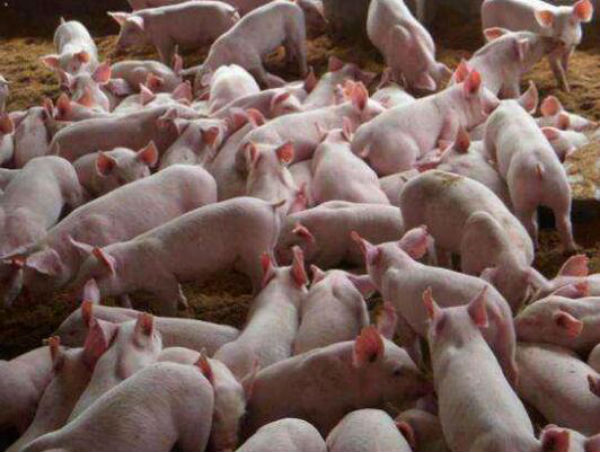 仔猪冬痢怎么办？会自愈吗？