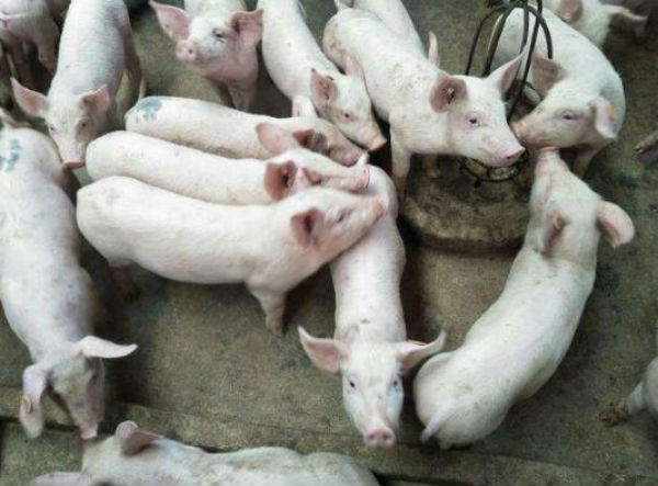 仔猪冬痢怎么治？土方法