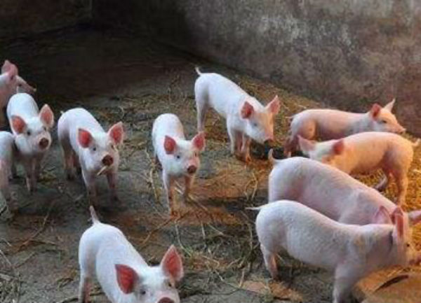 仔猪冬痢用什么药？能治好吗？