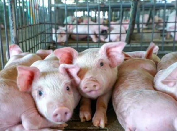 仔猪冬痢有疫苗吗？怎么预防？