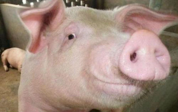 非洲猪瘟重创后：养猪业迎复养潮，将给幸存者带来红利