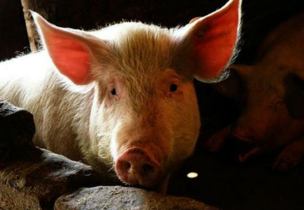 非瘟幸存猪能否留种？会不会复发？