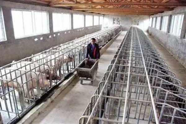 爆发过非洲猪瘟的猪场 以后怎么养猪?