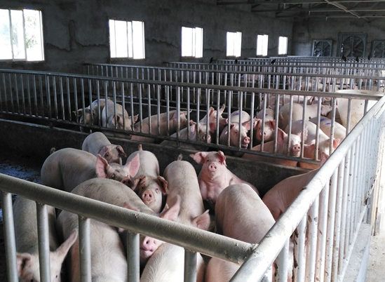 育肥猪长得慢怎么回事？如何解决？