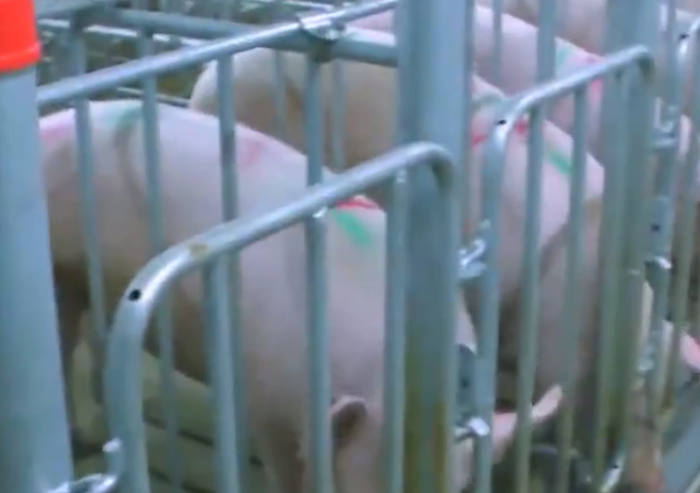 猪价上涨“遇冷”，南北大部“飘绿”！假期过后行情走向何方？