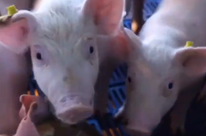 育肥猪身上发红是怎么回事?育肥猪身上发红不吃食怎么治疗?