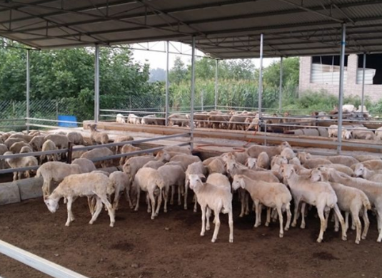 肉羊养殖场建设方法，规模养羊的羊场建设