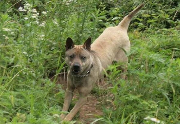 土狗价格多少钱一斤？土狗幼犬多少钱一只？